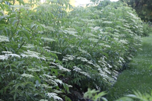 Elderberry Cuttings - Image 4