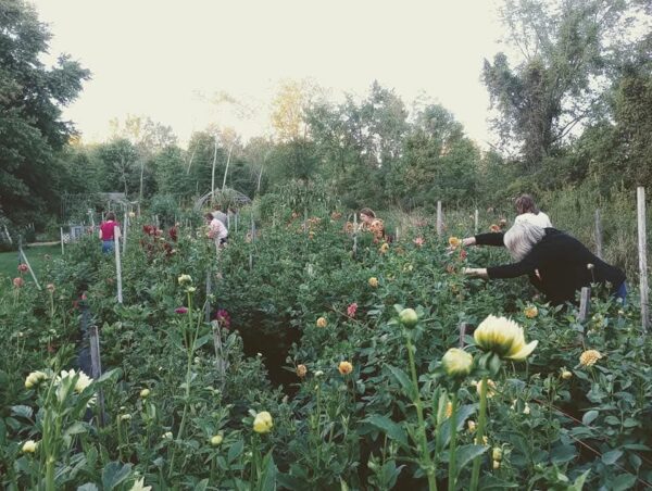 Petal Party - Large Bouquet U-pick and Community - Image 6