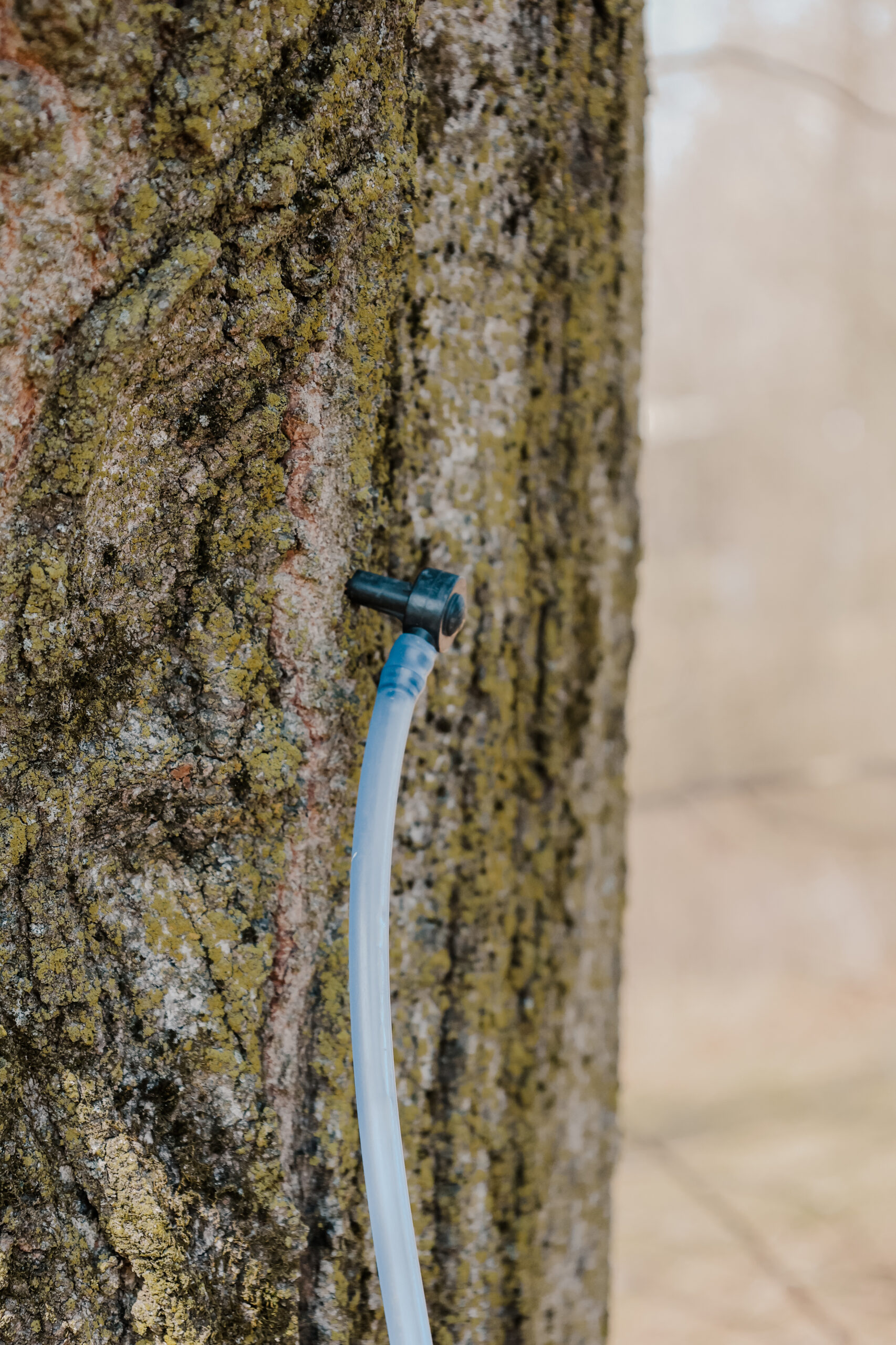 A Sweet Taste of Maple at Sonshine Acres - 03/14 (Public Event) - Image 40